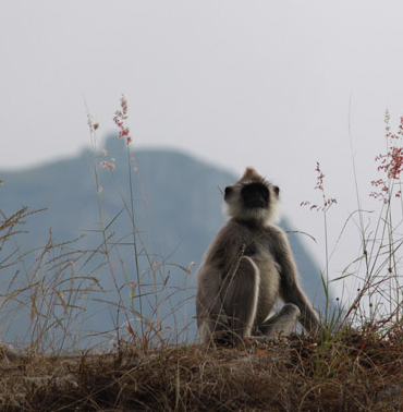 Exploring Farview Mountain Resort's Diverse Wildlife in Kotagiri