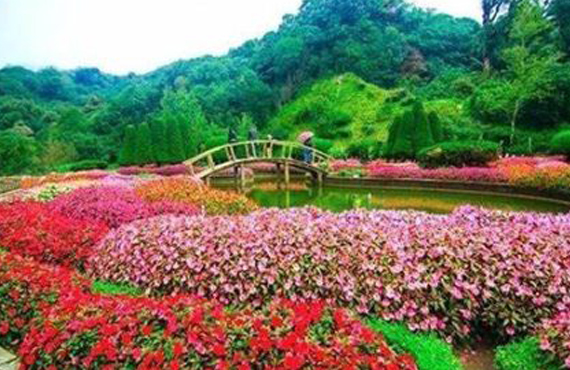 Rose Garden at Farview Mountain Resorts Blossoming Haven in Ooty's Heart
