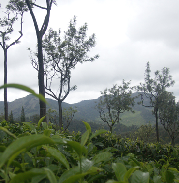Farview Mountain Resort's Tea Fields: Where Serenity Meets Cultivation in Kotagiri
