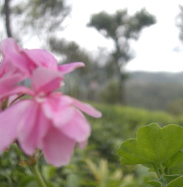 Breathtaking Tea Plantations of Farview Mountain Resort: Nature's Bounty in Kotagiri