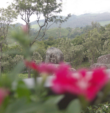 Farview Mountain Resort's Tea Gardens: Blissful Retreat Amidst the Hills in Kotagiri