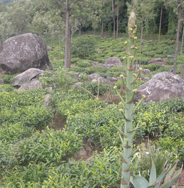 Idyllic Tea Estates at Farview Mountain Resort: Picturesque Serenity in Kotagiri