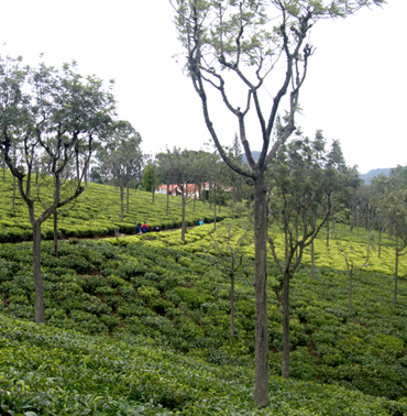 Tea Plantation Scenery at Farview Mountain Resort: Tranquil Wilderness in Kotagiri