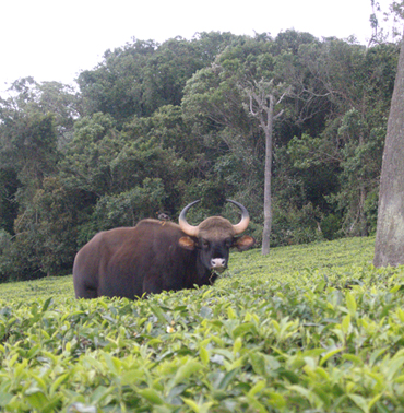 Farview Mountain Resort's Tea Plantations: Rolling Hills of Verdant Green in Kotagiri