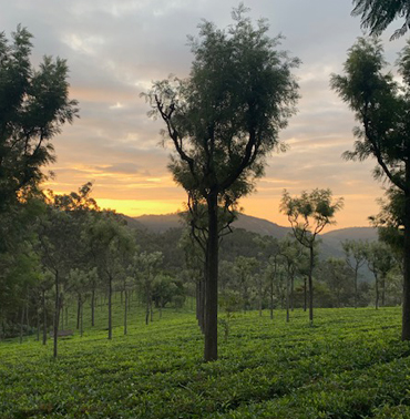 Idyllic Tea Fields at Farview Mountain Resort: Picturesque Serenity in Kotagiri
