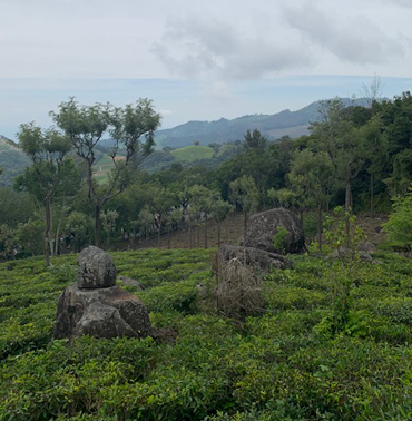 Farview Mountain Resort's Tea Groves: Aromatic Bliss Amidst the Hills in Kotagiri