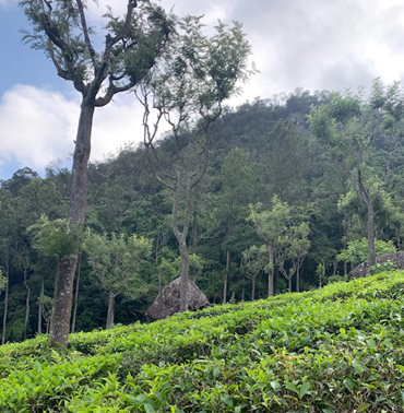 Tranquil Tea Fields at Farview Mountain Resort: Serenity in Nature's Bounty in Kotagiri