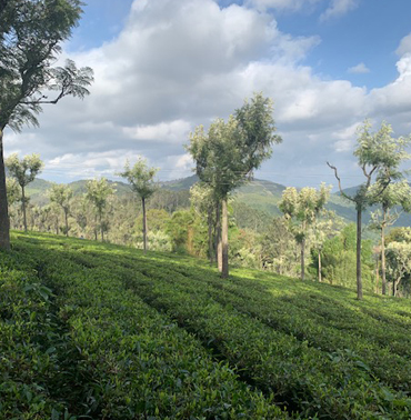 Scenic Tea Gardens of Farview Mountain Resort: Captivating Views Await in Kotagiri