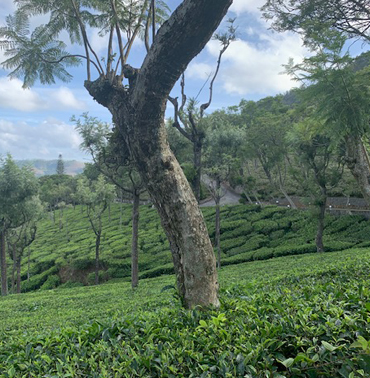 Tea Plantation Views at Farview Mountain Resort: A Harmony of Greenery in Kotagiri