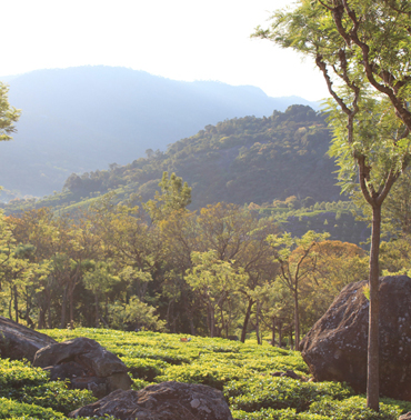 Immersed in Nature: Farview Mountain Resort's Stunning Landscape in Kotagiri